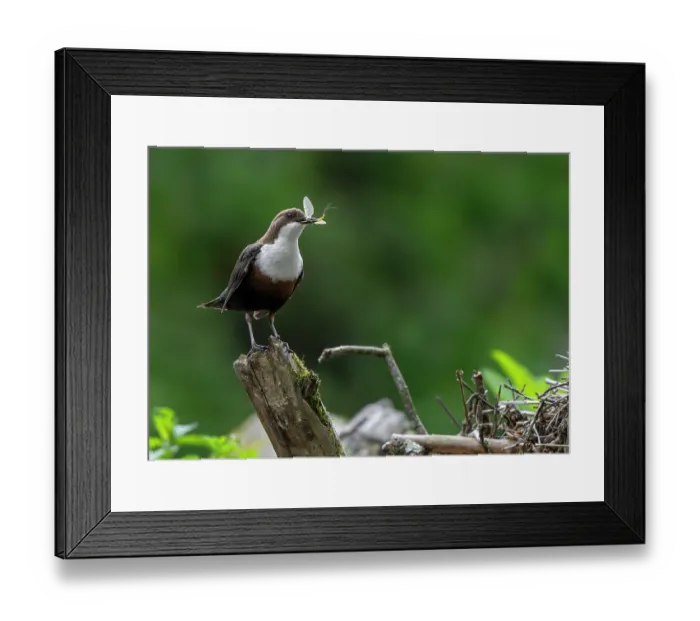 Framed Print : White-throated dipper (Cinclus cinclus aquaticus) perched on branch with Mayfly prey in beak, Luxembourg. May Framed Print : White-throated dipper (Cinclus cinclus aquaticus) perched on branch with Mayfly prey in beak, Luxembourg. May