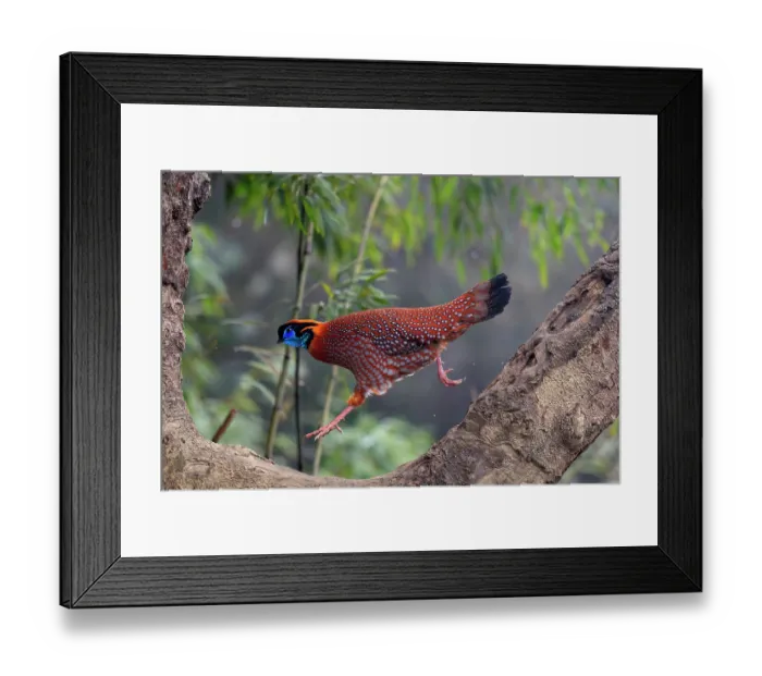 Framed Print : Temminck's tragopan (Tragopan temminckii) male, running along tree branch, Long Hua Nature Reserve, Bohai, Sichuan, China Framed Print : Temminck's tragopan (Tragopan temminckii) male, running along tree branch, Long Hua Nature Reserve, Bohai, Sichuan, China