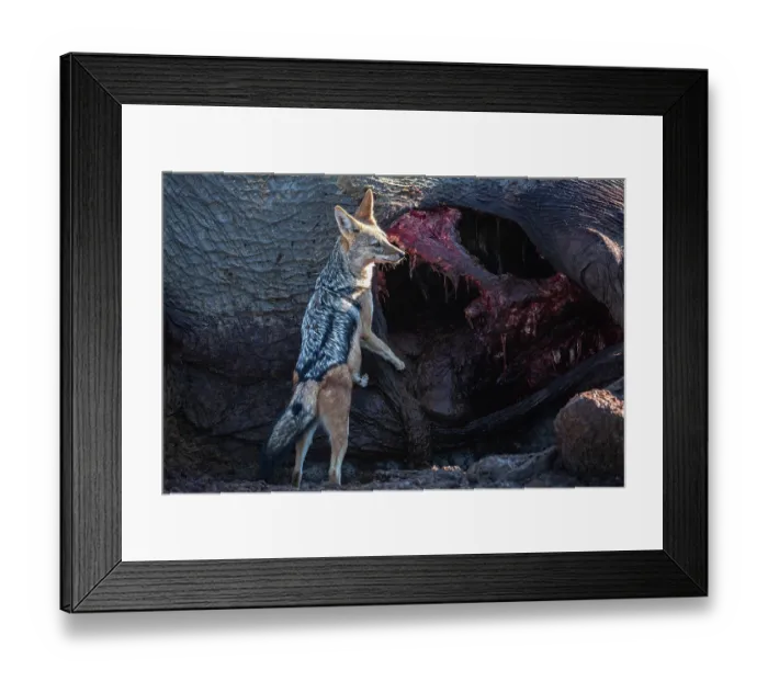 Framed Print : RF - Black-backed jackal (Canis mesomelas) scavenging on Elephant (Loxodonta africana) carcass, Okavango Delta, Botswana Framed Print : RF - Black-backed jackal (Canis mesomelas) scavenging on Elephant (Loxodonta africana) carcass, Okavango Delta, Botswana