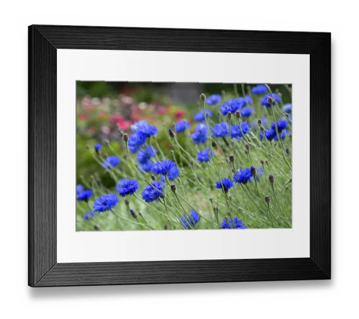 Framed Print : Cornflowers (Centaurea cyanus) in flower, La Seigneurie Gardens, Sark, Channel Islands. June Framed Print : Cornflowers (Centaurea cyanus) in flower, La Seigneurie Gardens, Sark, Channel Islands. June