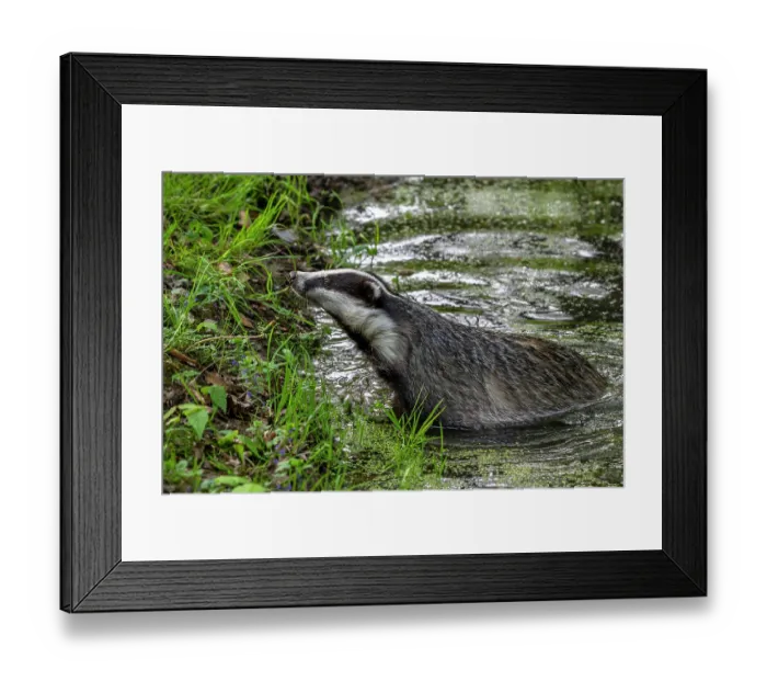 Framed Print : European badger (Meles meles) female, wading through shallow stream in forest at dusk, Germany. April. Captive Framed Print : European badger (Meles meles) female, wading through shallow stream in forest at dusk, Germany. April. Captive