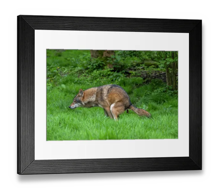 Framed Print : Eurasian wolf (Canis lupus lupus) defecating in forest, Germany. April. Captive Framed Print : Eurasian wolf (Canis lupus lupus) defecating in forest, Germany. April. Captive