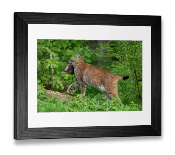 Framed Print : Eurasian lynx (Lynx lynx) carrying Muskrat (Ondatra zibethicus) prey in mouth in forest, Germany. April. Captive Framed Print : Eurasian lynx (Lynx lynx) carrying Muskrat (Ondatra zibethicus) prey in mouth in forest, Germany. April. Captive