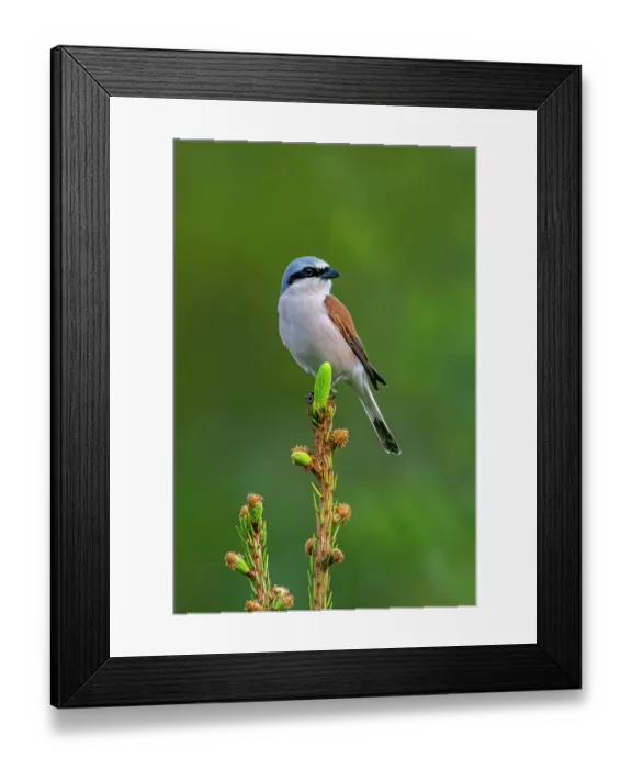Framed Print : Red-backed shrike (Lanius collurio) male perched in Spruce tree (Picea sp.) at forest edge in spring, Ardennes, Belgium. May Framed Print : Red-backed shrike (Lanius collurio) male perched in Spruce tree (Picea sp.) at forest edge in spring, Ardennes, Belgium. May