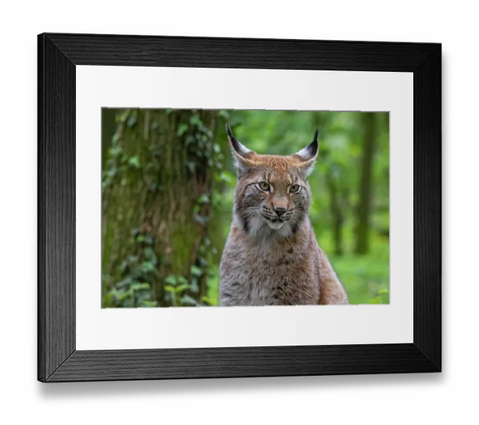 Framed Print : Eurasian lynx (Lynx lynx) portrait in forest, Germany. April. Captive Framed Print : Eurasian lynx (Lynx lynx) portrait in forest, Germany. April. Captive