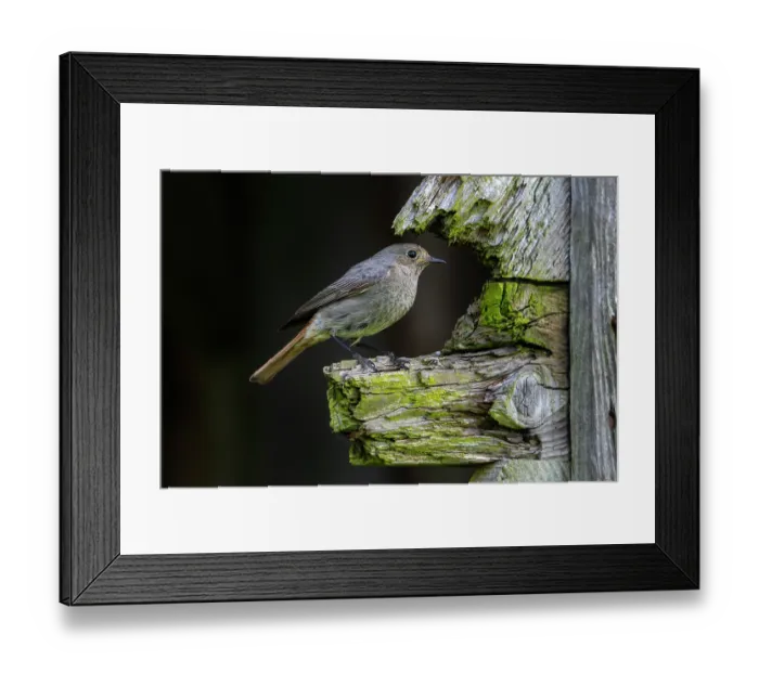 Framed Print : Black redstart (Phoenicurus ochruros gibraltariensis) perched on weathered wooden beam of barn in spring, Ardennes, Belgium. May Framed Print : Black redstart (Phoenicurus ochruros gibraltariensis) perched on weathered wooden beam of barn in spring, Ardennes, Belgium. May