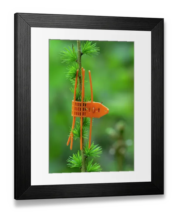Framed Print : Plastic orange game browsing protection cuff placed on terminal shoot bud of young conifer as tree protector against browsing game, Luxembourg. May, 2024 Framed Print : Plastic orange game browsing protection cuff placed on terminal shoot bud of young conifer as tree protector against browsing game, Luxembourg. May, 2024