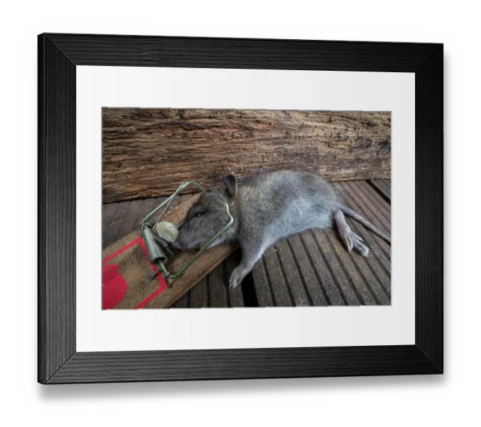 Framed Print : Brown rat (Rattus norvegicus) juvenile trapped and killed in spring-loaded bar mousetrap in garden, Belgium. May Framed Print : Brown rat (Rattus norvegicus) juvenile trapped and killed in spring-loaded bar mousetrap in garden, Belgium. May