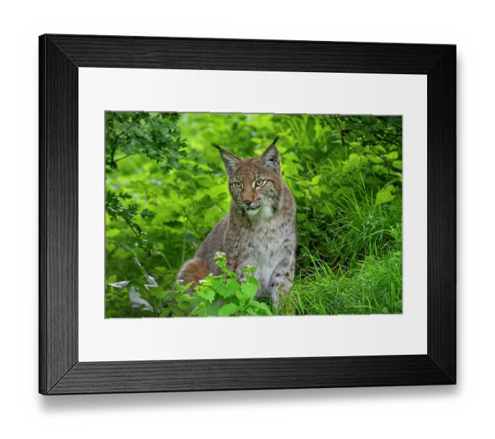 Framed Print : Eurasian lynx (Lynx lynx) resting in thicket of forest, Germany. April. Captive Framed Print : Eurasian lynx (Lynx lynx) resting in thicket of forest, Germany. April. Captive