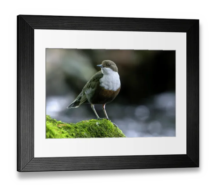Framed Print : White-throated dipper (Cinclus cinclus aquaticus) perched on a rock covered in moss in river, Luxembourg. May Framed Print : White-throated dipper (Cinclus cinclus aquaticus) perched on a rock covered in moss in river, Luxembourg. May