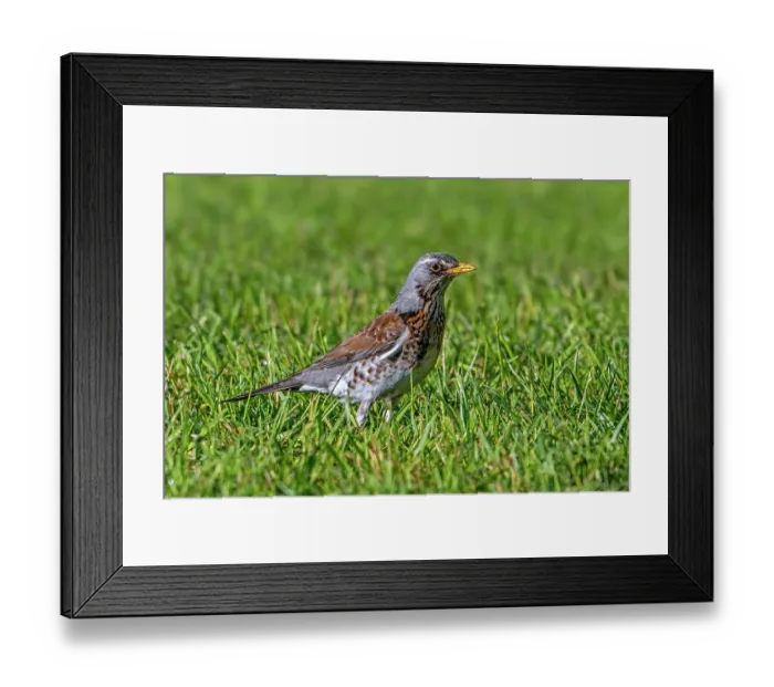 Framed Print : Fieldfare (Turdus pilaris) portrait, Luxembourg. May Framed Print : Fieldfare (Turdus pilaris) portrait, Luxembourg. May