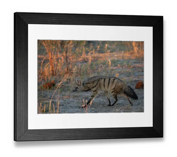 Framed Print : RF - Aardwolf (Proteles cristatus) portrait, Okavango Delta, Botswana. (This image may be licensed either as rights managed or royalty free.) Framed Print : RF - Aardwolf (Proteles cristatus) portrait, Okavango Delta, Botswana. (This image may be licensed either as rights managed or royalty free.)