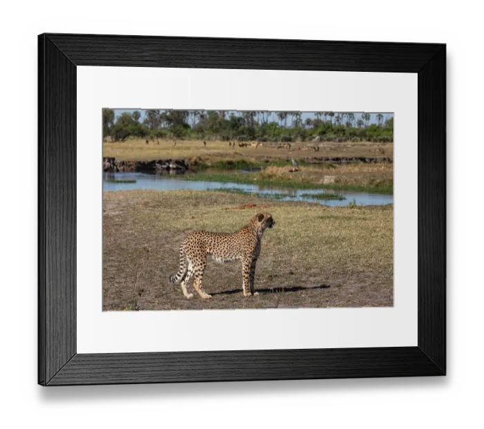 Framed Print : RF - Cheetah (Acinonyx jubatus) standing alert, Okavango Delta, Botswana. (This image may be licensed either as rights managed or royalty free.) Framed Print : RF - Cheetah (Acinonyx jubatus) standing alert, Okavango Delta, Botswana. (This image may be licensed either as rights managed or royalty free.)