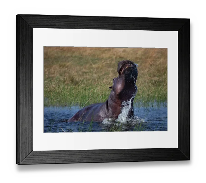 Framed Print : RF - Hippopotamus (Hippopotamus amphibius) in water displaying aggressive behaviour, Okavango Delta, Botswana Framed Print : RF - Hippopotamus (Hippopotamus amphibius) in water displaying aggressive behaviour, Okavango Delta, Botswana