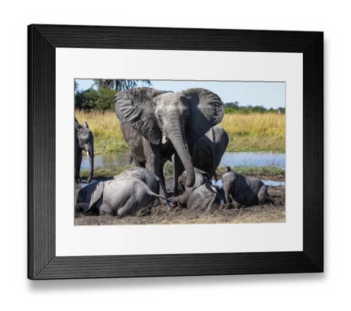 Framed Print : RF - Group of African elephant (Loxodonta africana) calves bathing in mud amongst the herd, Okavango Delta, Botswana. Endangered Framed Print : RF - Group of African elephant (Loxodonta africana) calves bathing in mud amongst the herd, Okavango Delta, Botswana. Endangered