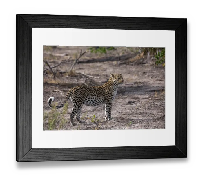 Framed Print : RF - Leopard (Panthera pardus) female, portrait, Okavango Delta, Botswana. (This image may be licensed either as rights managed or royalty free.)