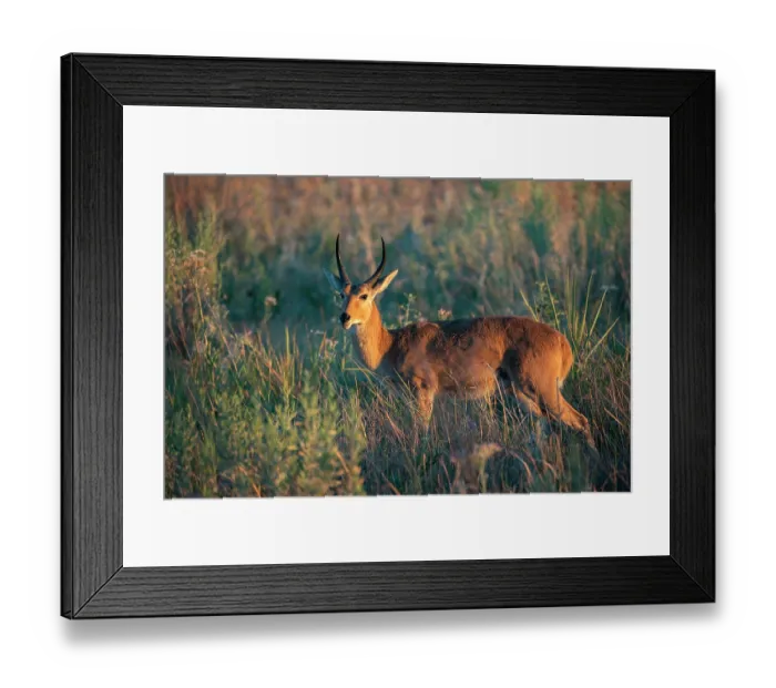Framed Print : RF - Reedbuck (Redunca arundinum) male, standing in long grass, Okavango Delta, Botswana. (This image may be licensed either as rights managed or royalty free.) Framed Print : RF - Reedbuck (Redunca arundinum) male, standing in long grass, Okavango Delta, Botswana. (This image may be licensed either as rights managed or royalty free.)