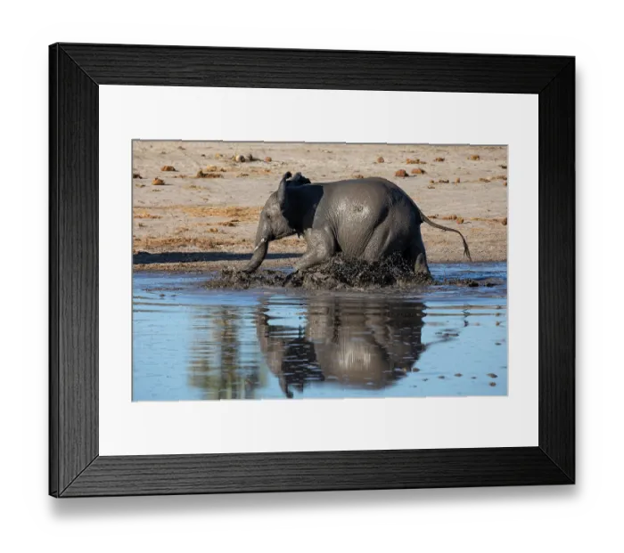 Framed Print : African elephant (Loxodonta africana) walking in river, Okavango Delta, Botswana. Endangered Framed Print : African elephant (Loxodonta africana) walking in river, Okavango Delta, Botswana. Endangered