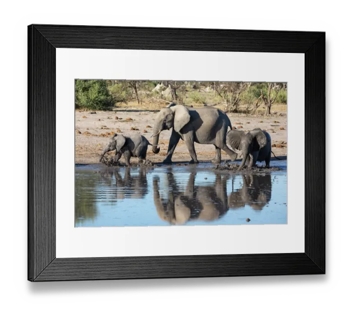 Framed Print : African elephant (Loxodonta africana) and two calves walking along river, Okavango Delta, Botswana. Endangered Framed Print : African elephant (Loxodonta africana) and two calves walking along river, Okavango Delta, Botswana. Endangered