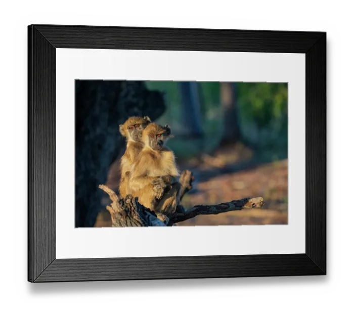 Framed Print : RF - Two Chacma baboons (Papio ursinus) sitting together, portrait, Okavango Delta, Botswana. (This image may be licensed either as rights managed or royalty free.) Framed Print : RF - Two Chacma baboons (Papio ursinus) sitting together, portrait, Okavango Delta, Botswana. (This image may be licensed either as rights managed or royalty free.)