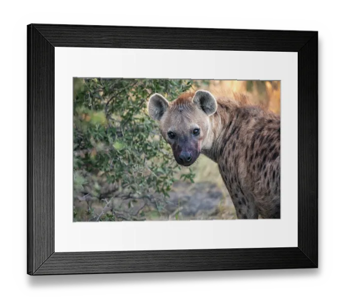 Framed Print : RF - Spotted hyena (Crocuta crocuta) looking back, portrait, Okavango Delta, Botswana. (This image may be licensed either as rights managed or royalty free.) Framed Print : RF - Spotted hyena (Crocuta crocuta) looking back, portrait, Okavango Delta, Botswana. (This image may be licensed either as rights managed or royalty free.)