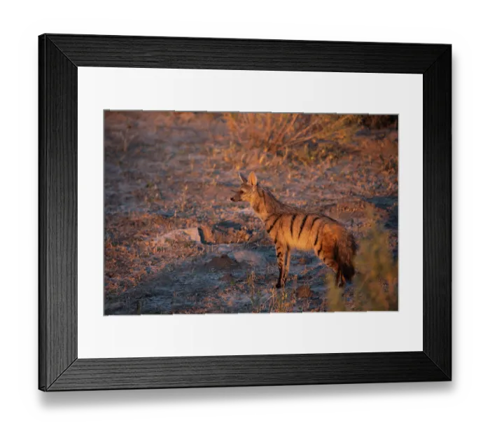 Framed Print : Aardwolf (Proteles cristatus) portrait, Okavango Delta, Botswana Framed Print : Aardwolf (Proteles cristatus) portrait, Okavango Delta, Botswana