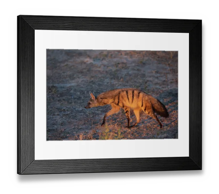 Framed Print : Aardwolf (Proteles cristatus) portrait, Okavango Delta, Botswana Framed Print : Aardwolf (Proteles cristatus) portrait, Okavango Delta, Botswana