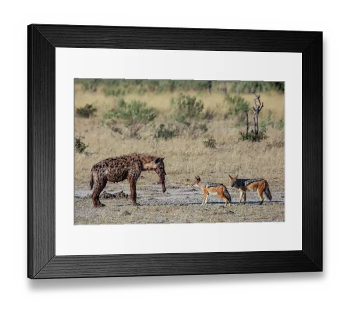 Framed Print : RF - Spotted hyena (Crocuta crocuta) carrying food in mouth being watched by two Black-backed jackals (Lupulella mesomelas), Okavango Delta, Botswana Framed Print : RF - Spotted hyena (Crocuta crocuta) carrying food in mouth being watched by two Black-backed jackals (Lupulella mesomelas), Okavango Delta, Botswana