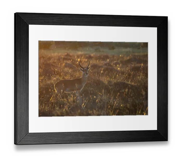 Framed Print : Reedbuck (Redunca arundinum) male, standing alert in grassland, Okavango Delta, Botswana Framed Print : Reedbuck (Redunca arundinum) male, standing alert in grassland, Okavango Delta, Botswana