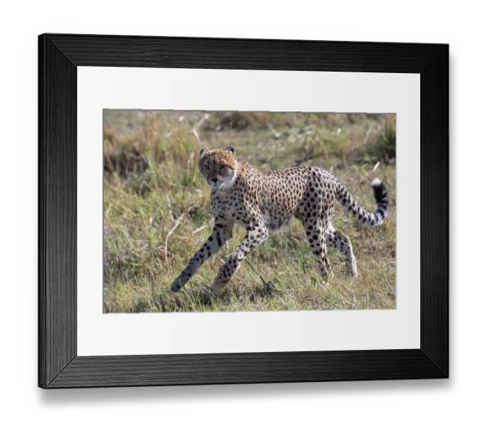 Framed Print : Cheetah (Acinonyx jubatus) running, Okavango Delta, Botswana