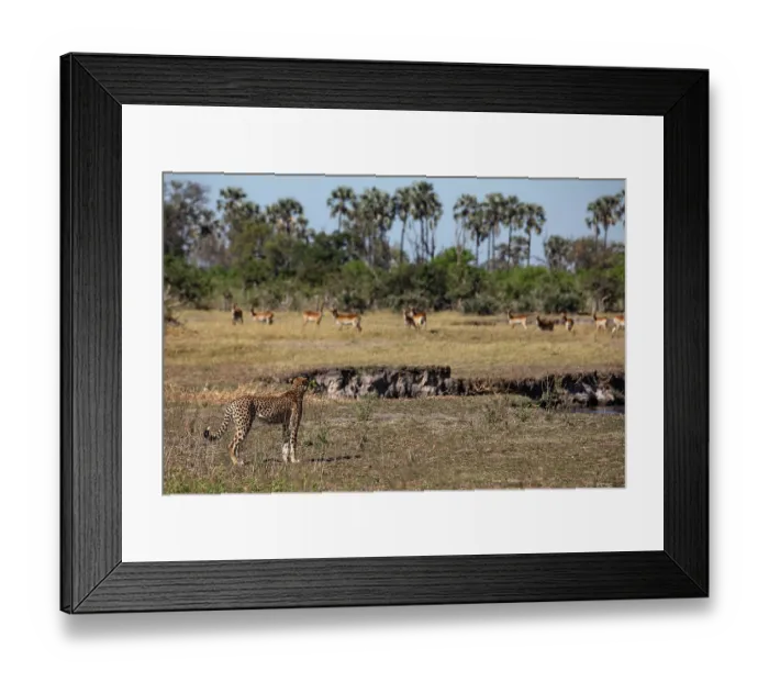 Framed Print : Cheetah (Acinonyx jubatus) watching herd of gazelles, Okavango Delta, Botswana Framed Print : Cheetah (Acinonyx jubatus) watching herd of gazelles, Okavango Delta, Botswana
