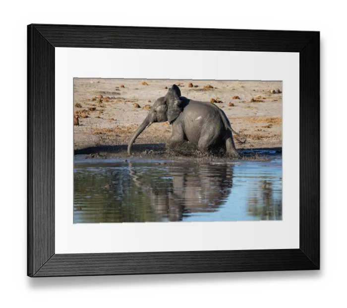 Framed Print : African elephant (Loxodonta africana) walking in river, Okavango Delta, Botswana. Endangered Framed Print : African elephant (Loxodonta africana) walking in river, Okavango Delta, Botswana. Endangered