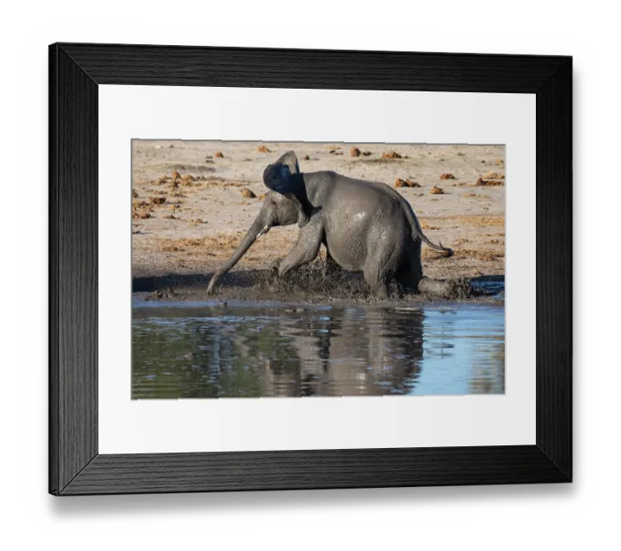 Framed Print : African elephant (Loxodonta africana) walking in river, Okavango Delta, Botswana. Endangered Framed Print : African elephant (Loxodonta africana) walking in river, Okavango Delta, Botswana. Endangered