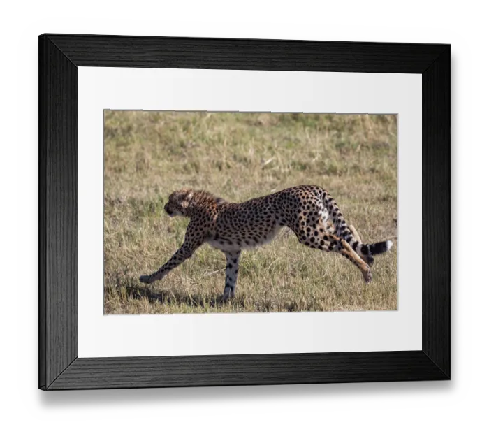 Framed Print : Cheetah (Acinonyx jubatus) running, Okavango Delta, Botswana Framed Print : Cheetah (Acinonyx jubatus) running, Okavango Delta, Botswana