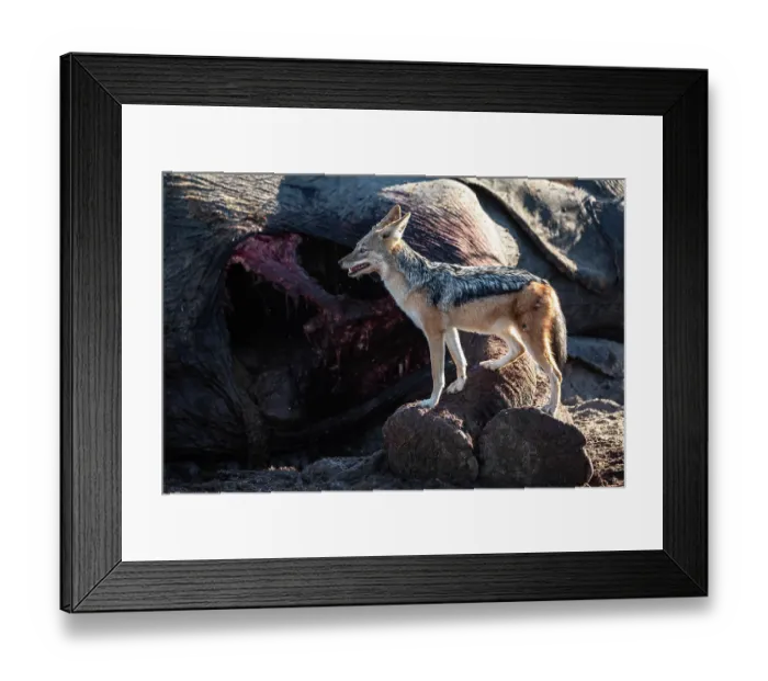 Framed Print : Black-backed jackal (Canis mesomelas) standing next to Elephant (Loxodonta africana) carcass, Okavango Delta, Botswana Framed Print : Black-backed jackal (Canis mesomelas) standing next to Elephant (Loxodonta africana) carcass, Okavango Delta, Botswana