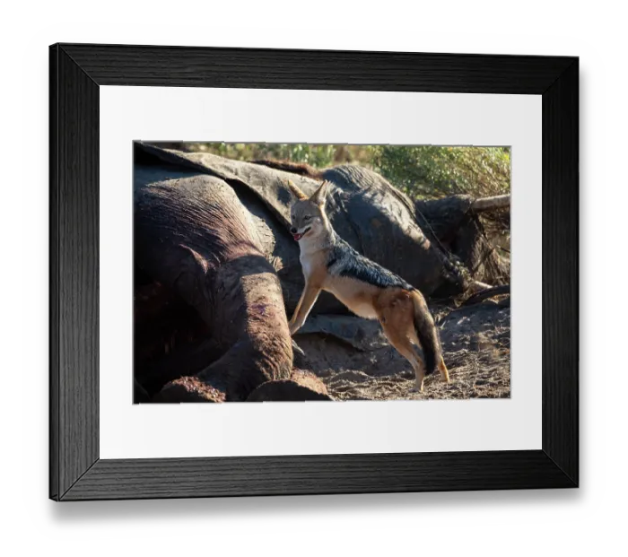 Framed Print : Black-backed jackal (Canis mesomelas) standing next to Elephant (Loxodonta africana) carcass, Okavango Delta, Botswana Framed Print : Black-backed jackal (Canis mesomelas) standing next to Elephant (Loxodonta africana) carcass, Okavango Delta, Botswana