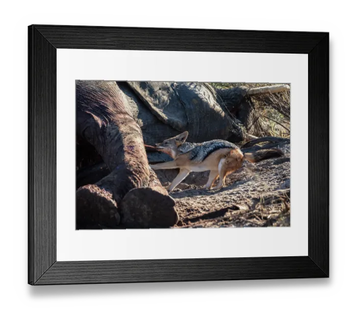 Framed Print : Black-backed jackal (Canis mesomelas) feeding on Elephant (Loxodonta africana) carcass, Okavango Delta, Botswana Framed Print : Black-backed jackal (Canis mesomelas) feeding on Elephant (Loxodonta africana) carcass, Okavango Delta, Botswana