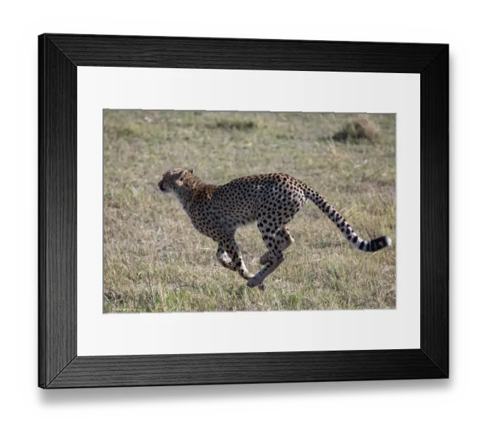 Framed Print : Cheetah (Acinonyx jubatus) running, Okavango Delta, Botswana Framed Print : Cheetah (Acinonyx jubatus) running, Okavango Delta, Botswana