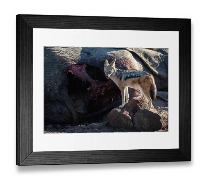 Framed Print : Black-backed jackal (Canis mesomelas) standing next to Elephant (Loxodonta africana) carcass, Okavango Delta, Botswana Framed Print : Black-backed jackal (Canis mesomelas) standing next to Elephant (Loxodonta africana) carcass, Okavango Delta, Botswana