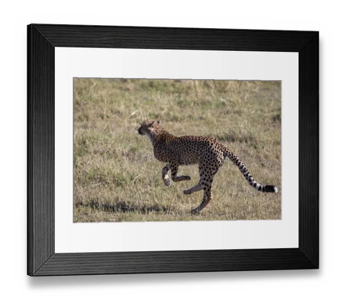 Framed Print : Cheetah (Acinonyx jubatus) running, Okavango Delta, Botswana Framed Print : Cheetah (Acinonyx jubatus) running, Okavango Delta, Botswana