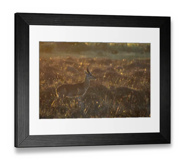 Framed Print : Reedbuck (Redunca arundinum) male, standing alert in grassland, Okavango Delta, Botswana Framed Print : Reedbuck (Redunca arundinum) male, standing alert in grassland, Okavango Delta, Botswana