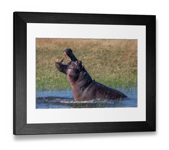 Framed Print : Hippopotamus (Hippopotamus amphibius) displaying aggression in river, Okavango Delta, Botswana Framed Print : Hippopotamus (Hippopotamus amphibius) displaying aggression in river, Okavango Delta, Botswana