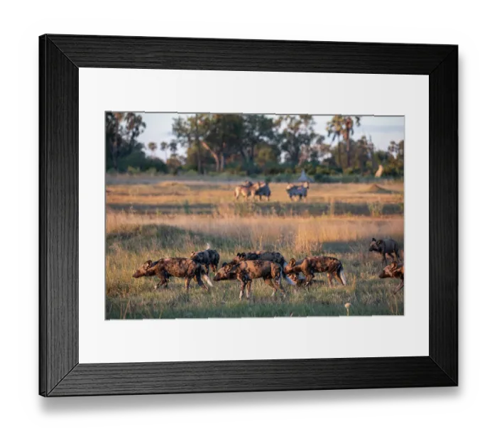 Framed Print : African wild dogs (Lycaon pictus) pack hunting in grassland, Okavango Delta, Botswana. Endangered Framed Print : African wild dogs (Lycaon pictus) pack hunting in grassland, Okavango Delta, Botswana. Endangered