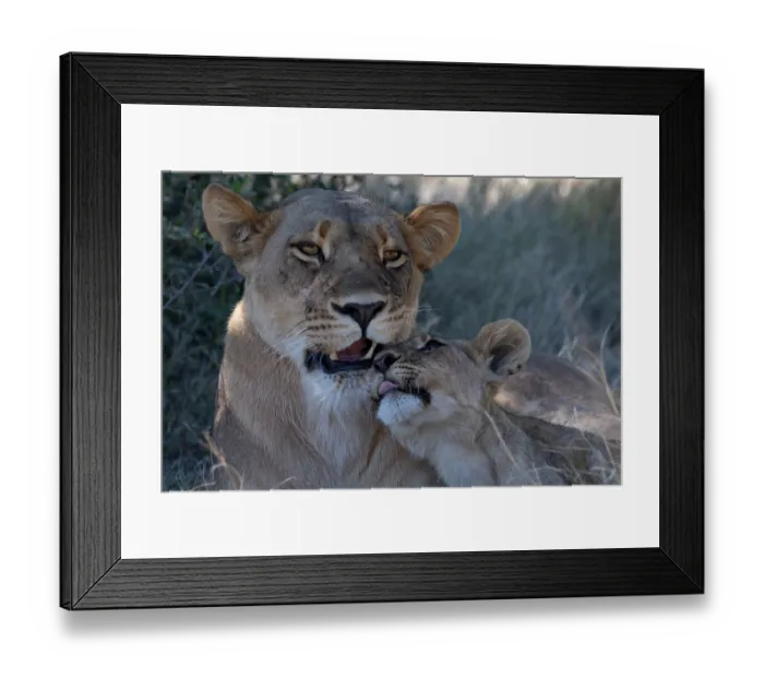 Framed Print : Lion (Panthera leo) female and cub, portrait, Okavango Delta, Botswana Framed Print : Lion (Panthera leo) female and cub, portrait, Okavango Delta, Botswana