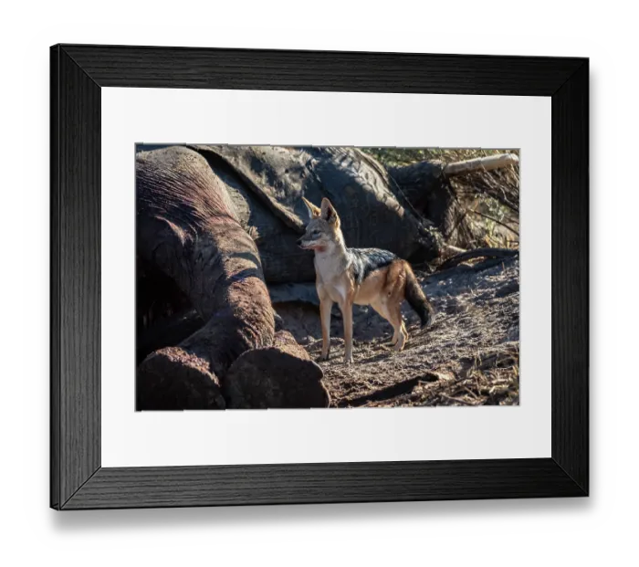 Framed Print : Black-backed jackal (Canis mesomelas) standing next to Elephant (Loxodonta africana) carcass, Okavango Delta, Botswana Framed Print : Black-backed jackal (Canis mesomelas) standing next to Elephant (Loxodonta africana) carcass, Okavango Delta, Botswana