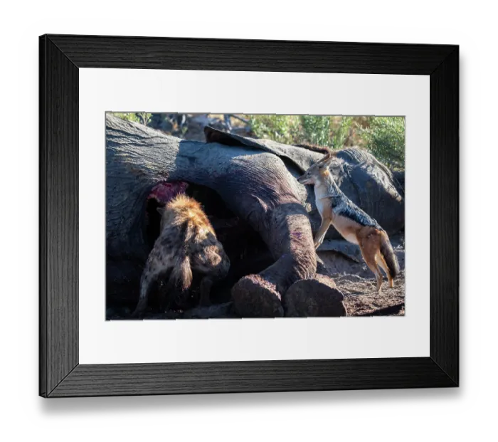 Framed Print : Spotted hyena (Crocuta crocuta) and Black-backed jackal (Lupulella mesomelas) feeding on Elephant (Loxodonta africana) carcass, Okavango Delta, Botswana Framed Print : Spotted hyena (Crocuta crocuta) and Black-backed jackal (Lupulella mesomelas) feeding on Elephant (Loxodonta africana) carcass, Okavango Delta, Botswana