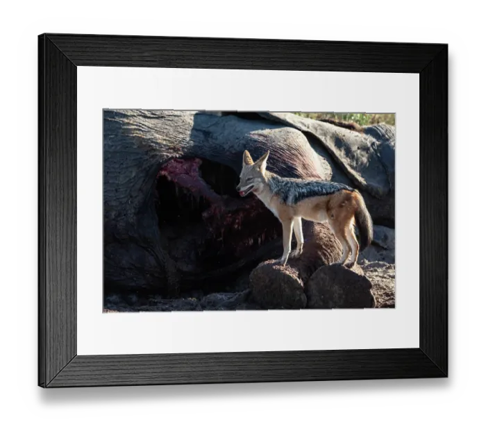 Framed Print : Black-backed jackal (Canis mesomelas) standing next to Elephant (Loxodonta africana) carcass, Okavango Delta, Botswana Framed Print : Black-backed jackal (Canis mesomelas) standing next to Elephant (Loxodonta africana) carcass, Okavango Delta, Botswana