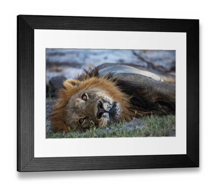 Framed Print : Lion (Panthera leo) male, resting, Okavango Delta, Botswana Framed Print : Lion (Panthera leo) male, resting, Okavango Delta, Botswana