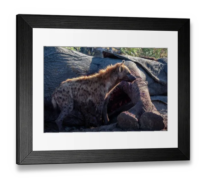 Framed Print : Spotted hyena (Crocuta crocuta) standing next to an Elephant (Loxodonta africana) carcass, Okavango Delta, Botswana Framed Print : Spotted hyena (Crocuta crocuta) standing next to an Elephant (Loxodonta africana) carcass, Okavango Delta, Botswana