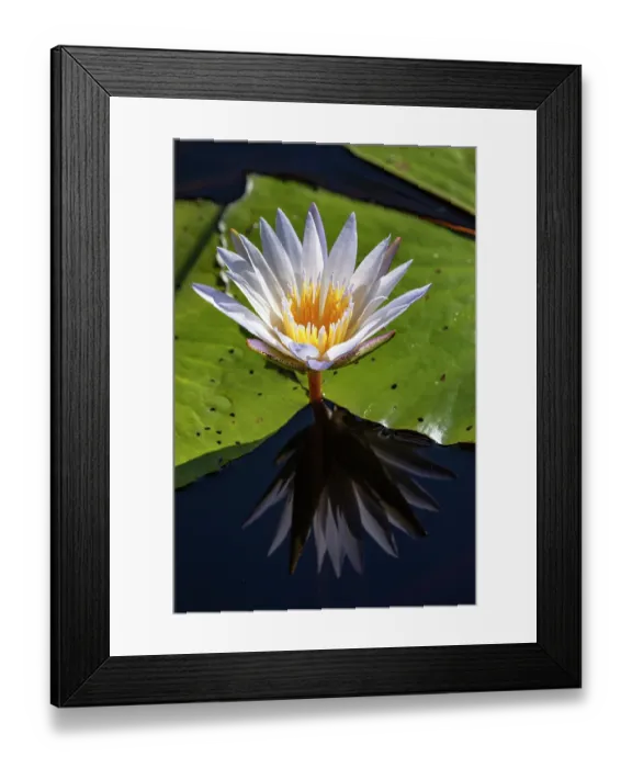 Framed Print : Blue water lily (Nymphaea nouchali) in flower, Okavango Delta, Botswana Framed Print : Blue water lily (Nymphaea nouchali) in flower, Okavango Delta, Botswana